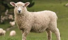 2022年属羊人的全年每月运势完整版:详细解析属羊2022年的运势和运程