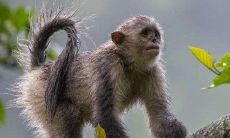 属猴1992年出生2022年冲太岁运势如何招福避祸，猴年30岁太岁冲犯该佩戴何种护身物品？