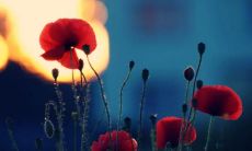 1989年生蛇人的命运预测：与羊相冲还是与鼠相克？