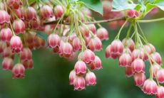 属蛇和属狗的配对分析：相冲还是相合？一个详尽的评估