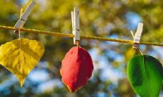 猴和马之间的婚姻关系如何：考虑相性和相容性，猴和马是相克还是相合？