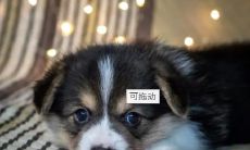 属于狗的幸运数字和幸运花究竟是什么？