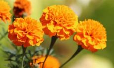 什么是梦见在溜冰场滑冰的象征意义及潜在含义？