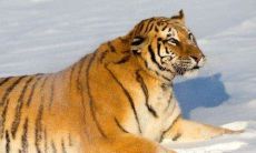 2022年属虎男本命年：佩戴什么好？如何选择适合虎年男本命年的玉石、珠宝和护身符？