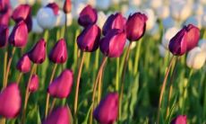 探讨五行属土寓意最佳字的大全，包括适合女孩的名字！