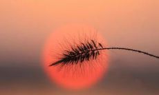 1985年属牛的人在2023年的运势以及他们可能拥有的子女数量是多少？