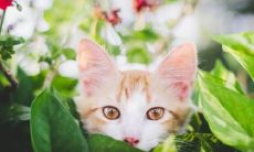 属虎和属猪的婚姻：探讨两者的相性，到底是克制还是互补？