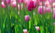 1955年属羊的命运：探索其五行属性与运程走向