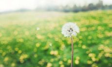 探究猪和蛇婚姻的成功因素以及其潜在的财运影响