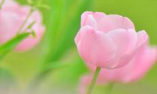 孕妇在梦里看到盛开的花朵是什么寓意呢？