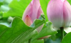 如果梦到与初恋男友亲密，这意味着什么？初恋男友出现在梦中的可能性预示着什么？