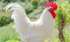 揭秘1969年属鸡人的2023年运势及全年运程，54岁生肖鸡在兔年每月鲜明运势详解