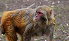 详解:1980年属猴人在2023年兔年的全年运势及每月运程分析,供43岁生肖猴参考