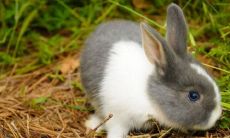 1963年属兔人即将到来的2023年运势与趋势剖析，揭秘60岁生肖兔在兔年每月运势变化的全面解读