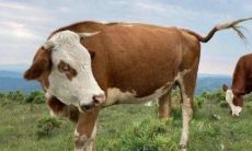 详解:预测1997年属牛人在2023年兔年的运势和运程,包括26岁生肖牛每个月的运势分析