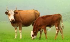 详尽解析：1985年属牛人在2023年的运势、吉凶趋势及该年度每月的运程状况