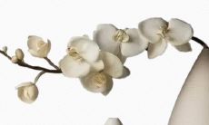 哪一年出生的人属于壁上土命？与何种命配对最佳？并且与井泉水命组成天作之合？