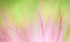 做梦梦到死人有什么预示?梦中筹备死者丧礼意味着什么?