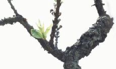 列出一些让人感觉温馨、美丽、神秘的动漫名称