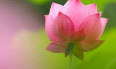 男兔女兔之间的婚姻关系:这对兔配对是否会产生远见卓识的成果?