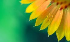 结合风水学说探讨属牛和属猴搭配婚姻的财运表现，以及预测这样的夫妻可能生育出哪些属相宝宝更为有利的问题