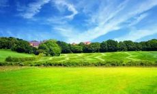 做梦梦见桂圆树代表什么含义？在现实中食用龙眼是否预示着任何重要征兆？