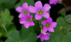 睡梦中的惊魂体验：梦见自己身处火海，不得已跳楼逃生！