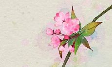 喜闻乐见的50个好听的韩文女生名字，让您的朋友羡慕不已！