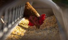 做梦捡起筷子代表的隐含含义和心理暗示是什么？