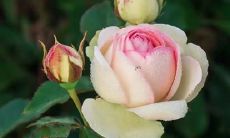 通过梦见一只山羊从背后顶我，能揭示出什么含义？