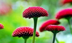 一个梦里洗头发时头发掉了许多却仍长且顺滑的经历