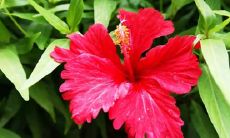 孕妇在梦中吃下樱桃所蕴含的潜在象征与意义是什么？