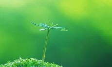 做梦梦见多头牛追赶攻击自己，会带来哪些预示和预兆？