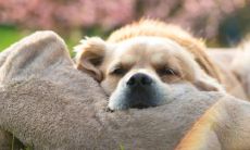 鼻梁的位置和高度是否关乎运气？探讨鼻梁的功能及其对人体特征的影响