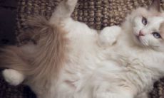 羊与猴的属相匹配度如何？在一起是否会对哪个属相造成不利影响？