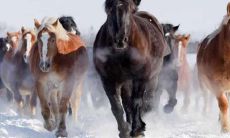 以出生时刻为标准，属马人具备哪些卓越品质和天赋才能？