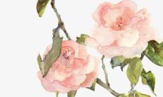 如何化解1963年属兔男在哪些年份会遇到较多的烂桃花？