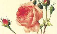 关于女孩名字选取：在选择女孩名字时，您认为“张什么瑜”是个好听的选择吗？