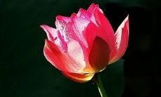 女性在梦中遇到暴雨无法行走的情境描述