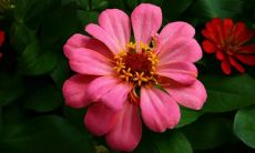 在梦中出现了一个巨大的盆子,让我感受到了巨大的惊奇和敬畏!