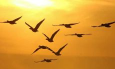 做梦梦见自己售卖槟榔，暗示了什么寓意或象征意义？