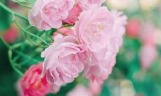 蓁的绝佳搭档:超全带蓁字的好听名字大全