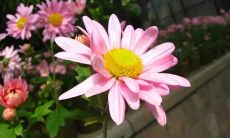 做梦梦见兔子死亡的象征意义是什么？