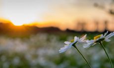 最令人惊艳的带有深刻寓意、充满仙气并甜蜜异常的网络昵称