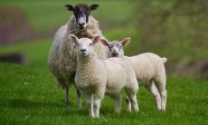 属羊人出生在哪个时间点会带来更多的卓越天赋和优点？