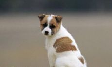 属于狗的人在哪些出生时间点具有卓越的天赋和潜力？