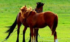 十二生肖中真挚忠诚的爱情守护者生肖