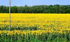 如何通过生辰八字婚姻配对方法确定夫妻是否易离婚？