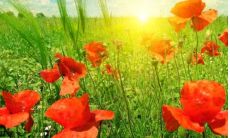 五行缺火如何改善来提升财富运势：探讨五行缺火对人生财富的影响及解决方案