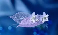 进行梦境解析：解析梦见汽车的含义是什么？